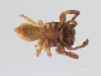 Media type: image;   Invertebrate Zoology 21748